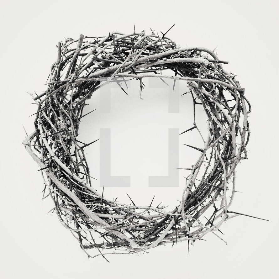 a crown of thorns isolated on white.