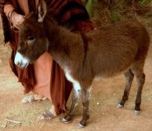 donkey in biblical times 