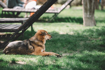 sleeping dog in the grass, German shepherd dog, dog is lying on the grass in the sun