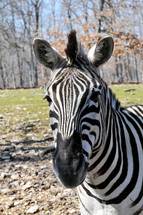 Zebra outside.