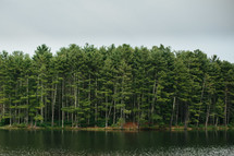 pine trees on a lake shore 