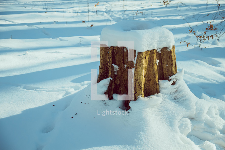 tree stump covered in snow 