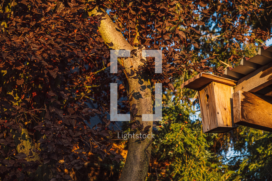 wooden birdhouse and fall tree 