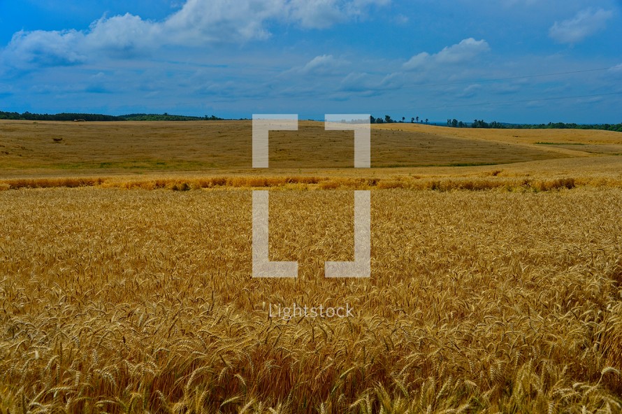 golden wheat field 