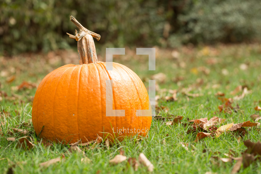 pumpkin in green grass