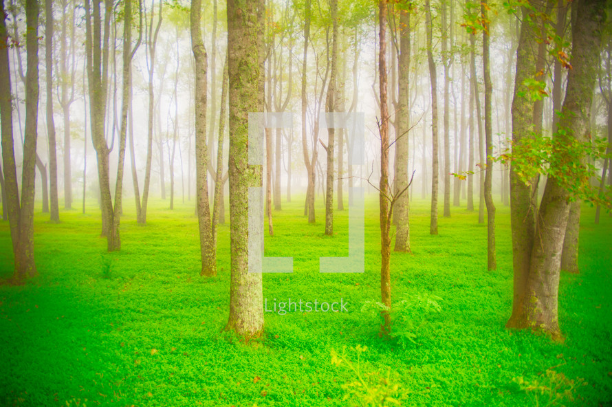 green forest ground cover and trees in a forest 
