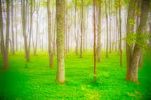 green forest ground cover and trees in a forest 