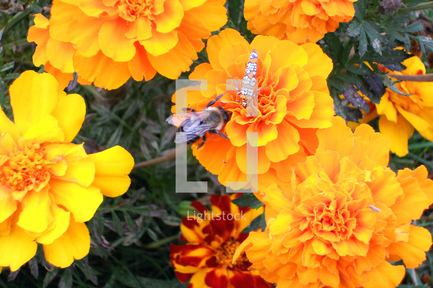 Four insects enjoy the sweet abundance of the marigolds.  The smallest, a tiny gnat, is hardly more than a speck on the edge of a petal directly under the bumblebee's head.  The orange and white one is a leaf-hopper.