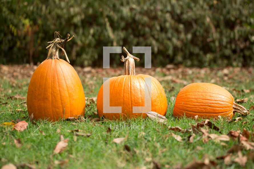 orange pumpkins in grass