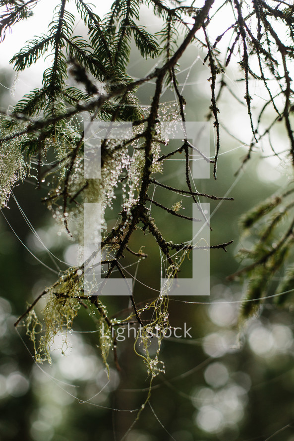 spanish moss on a pine branch 