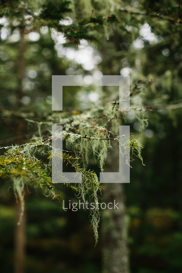 spanish moss on pine branches 