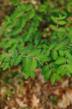 green leaves in a forest 