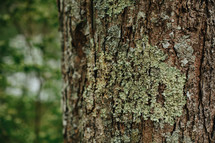 lichen on a tree trunk 