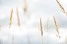 wheat grains against the sky 