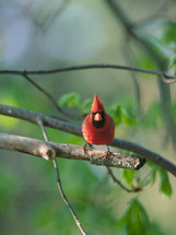 red male cardinal in a tree 