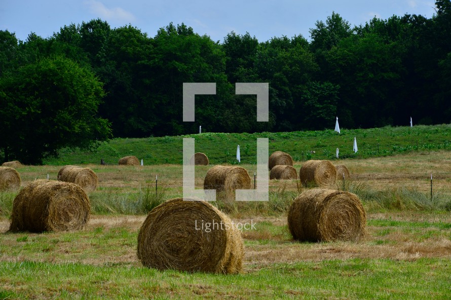 hay bales in a field 