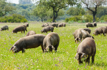 hogs in a field 