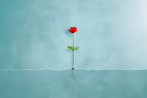 Minimalist illustration of a single red flower growing from a crack on a smooth, light blue surface, symbolizing resilience and hope.