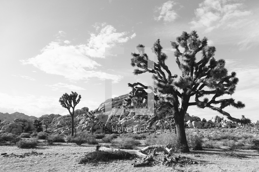 Cactus in Joshua tree