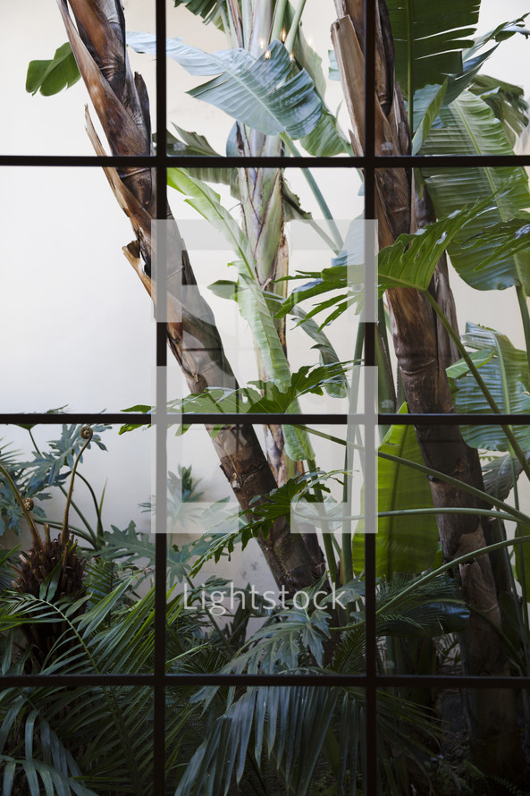tropical plants out a window 