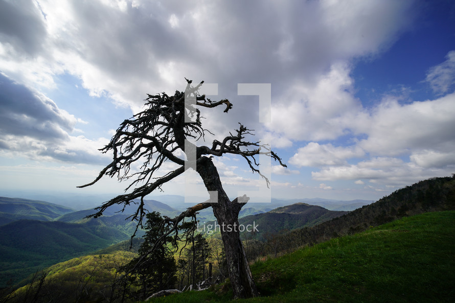 bare tree on a green mountainside 