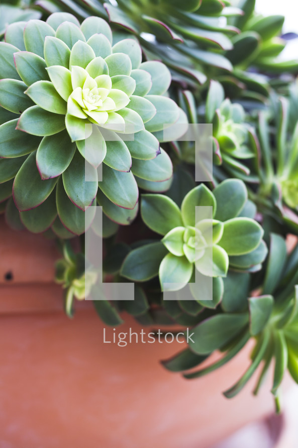 closeup of a succulent plant 