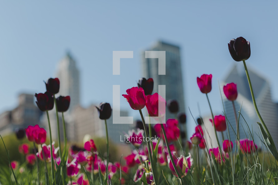 tulips in the foreground of tall city buildings 