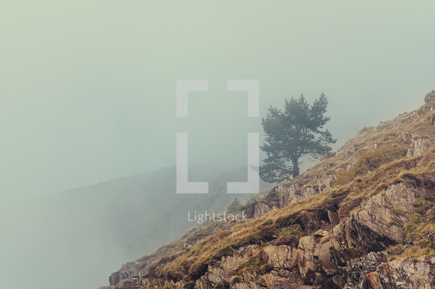French landscape - Les Ecrins. Tree in the mountains with foggy background.