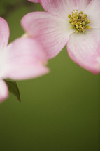 pink dogwood flowers 