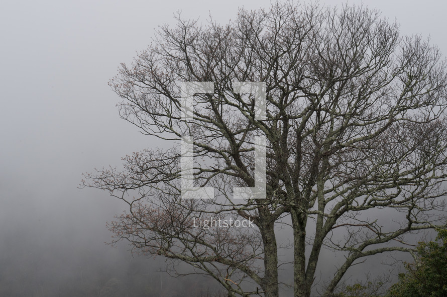 winter tree in dense fog 