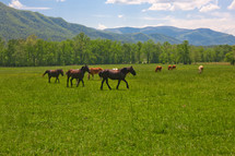 horse running in a pasture