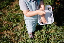 toddler boy picking blueberries 