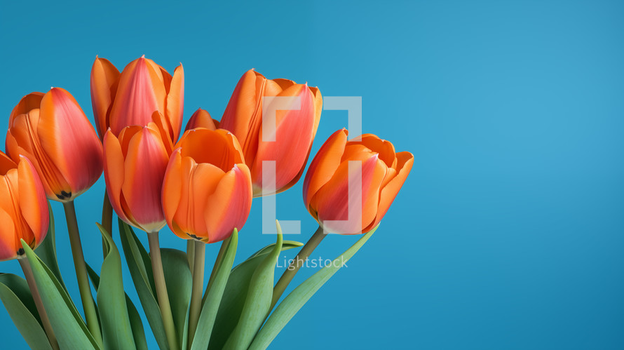 Red tulips on a blue background. 