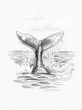 pencil sketch of a whale tail 