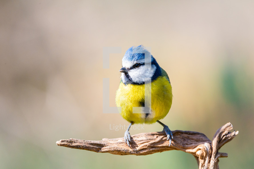 songbird on a branch 