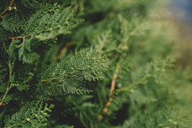 Green branches of a pine tree