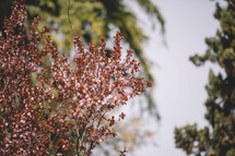 Flowering branches of a tree