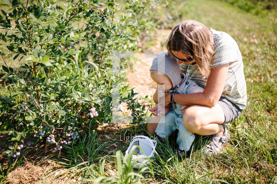 toddler boy and mother picking blueberries 