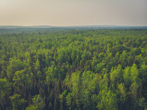 aerial view over a green forest canopy 