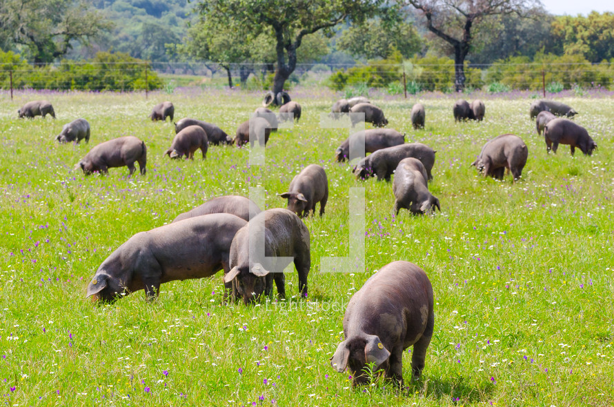 hogs in a pasture 