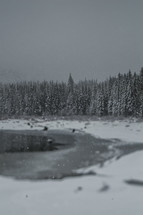 Snowfall on a forest of trees by a frozen lake.