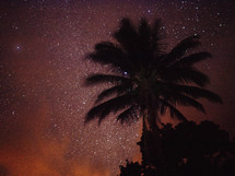 A palm tree against a starry sky.
