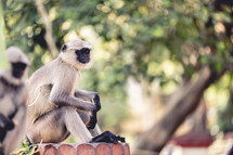 Monkey at the Dakshineswar Kali Hindu Temple in Kolkata India