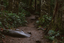 A trail through a forest. 