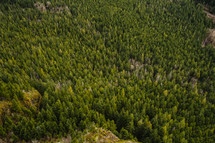 A dense forest