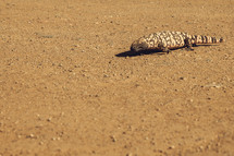 Gila Monster lizard in the sand