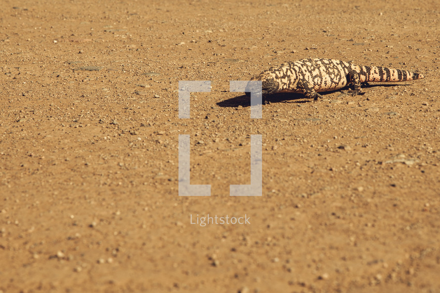 Gila Monster lizard in the sand