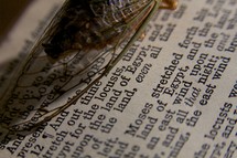 A locust rests on the pages of the BIble - Exodus 10:12