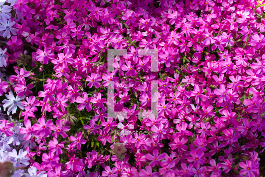 fuchsia and pink spring flowers 