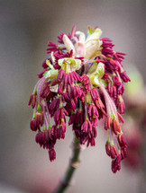 Bud tassel flower 